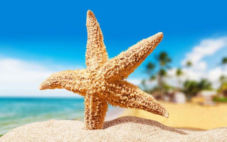 Sea Star Apartments (sea view) Images