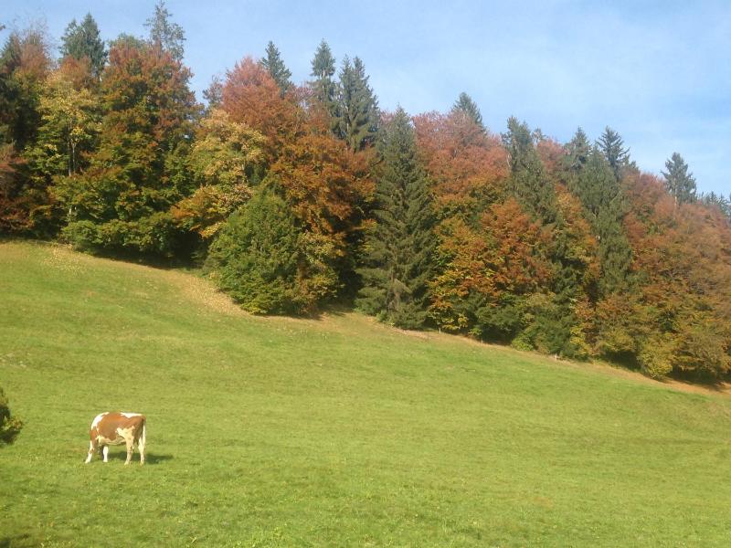 Family Suite image 2