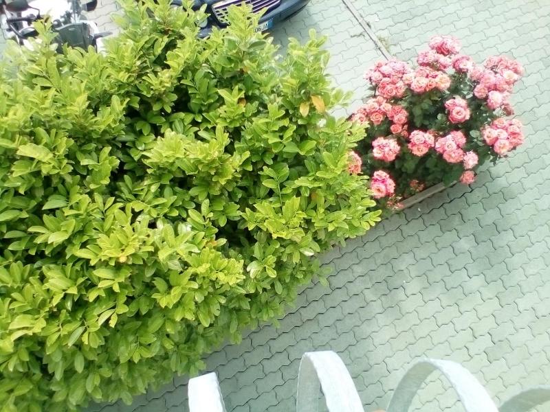Ana Rooms - image 30