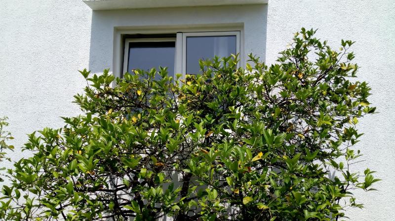 Tea apartments - image 15
