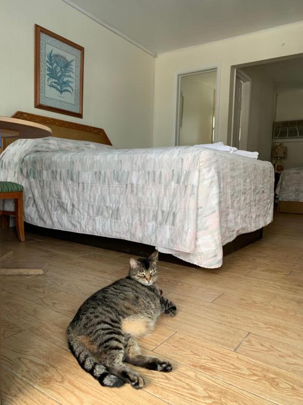 Standard Room with Two Double Beds image 2