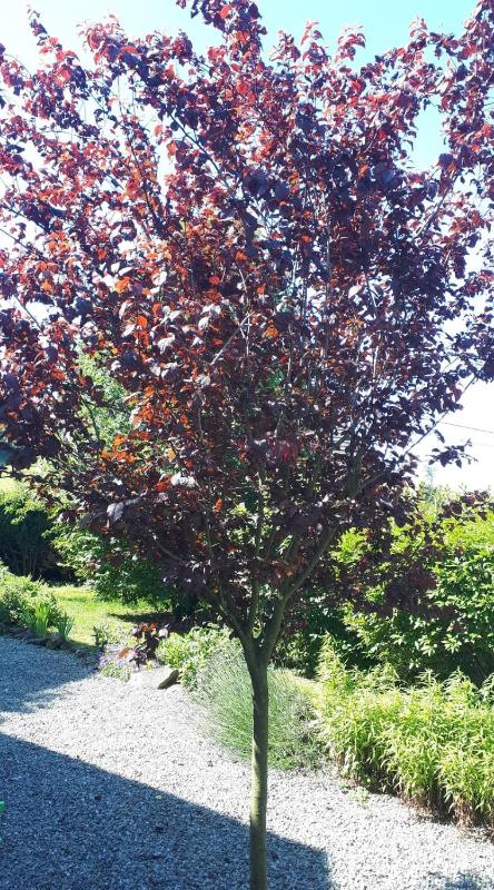 Chambre Double avec Kitchenette  image 2