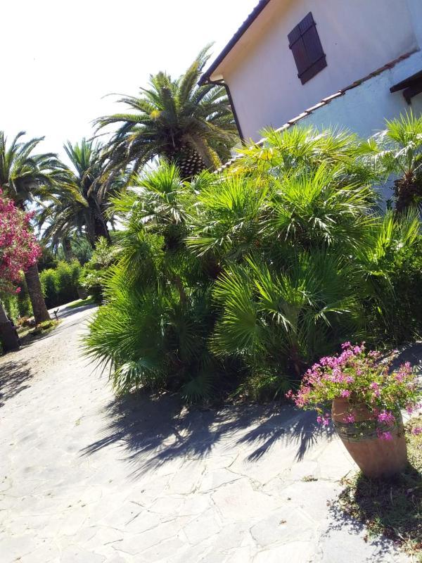 Le Palme - image 25