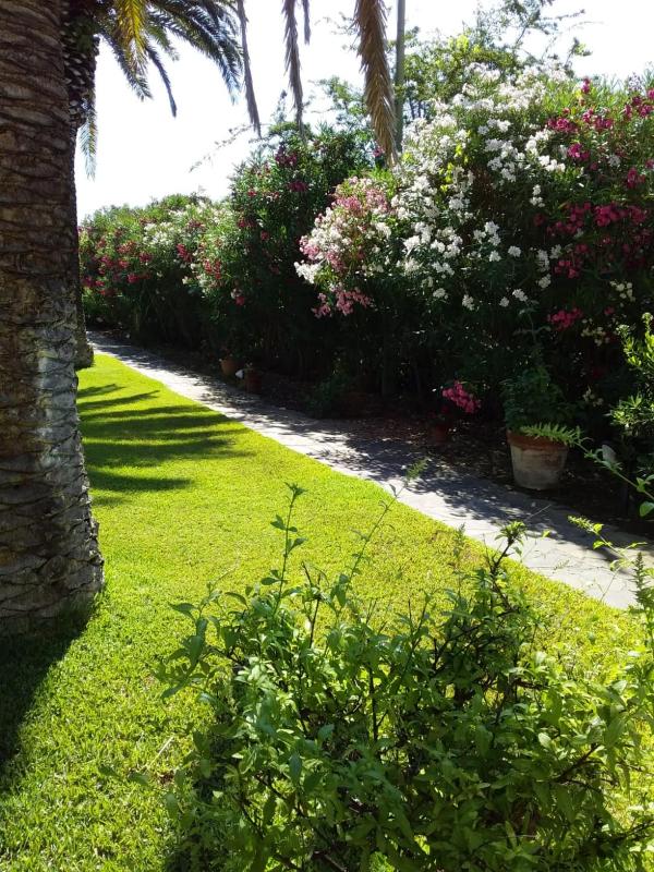 Le Palme - image 39