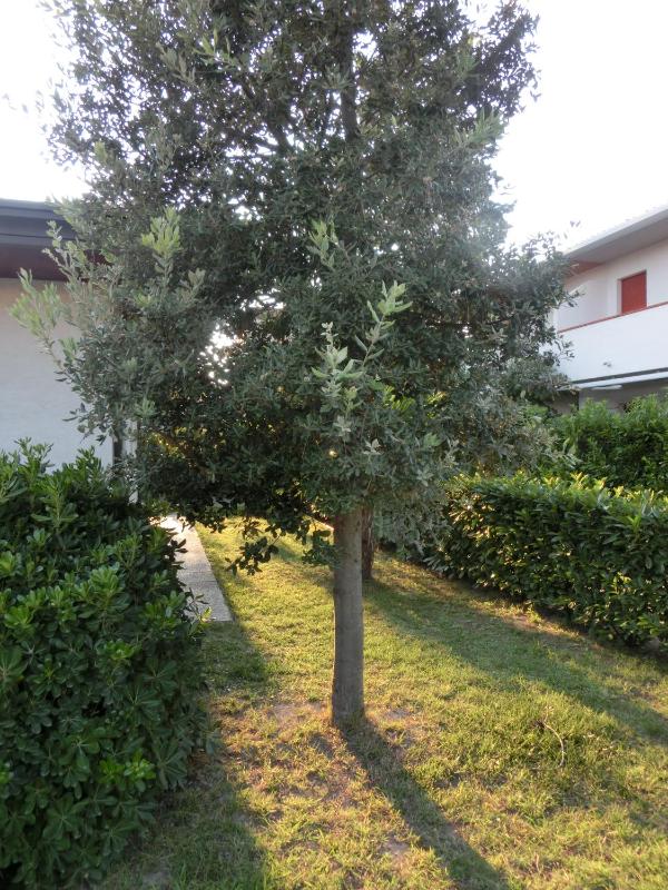 Villa Federica - image 14