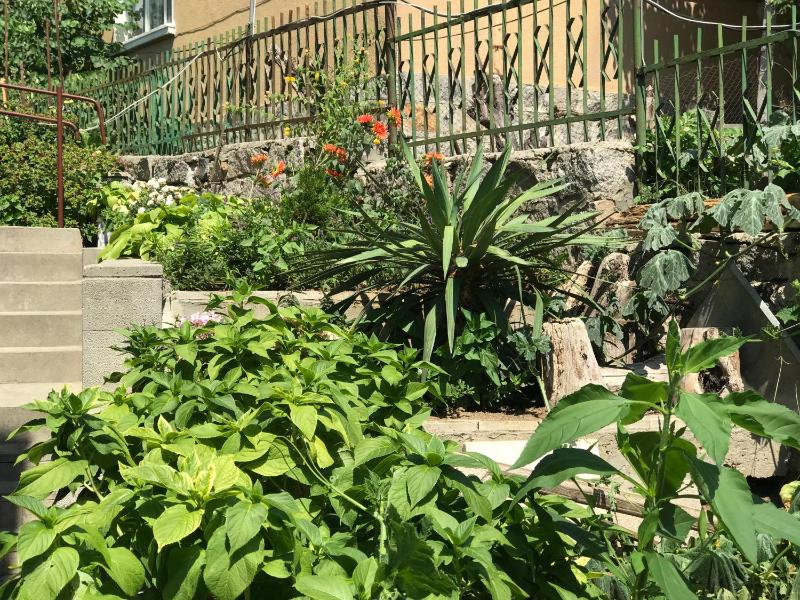 Kavakka - image 17