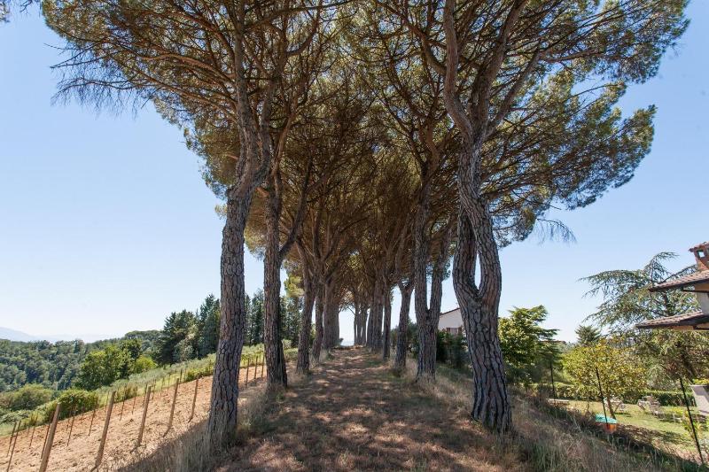 Podere Caldaruccio La Pineta - image 39