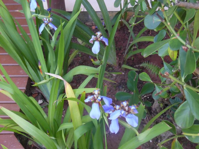 Morada Dos Ventos - image 11
