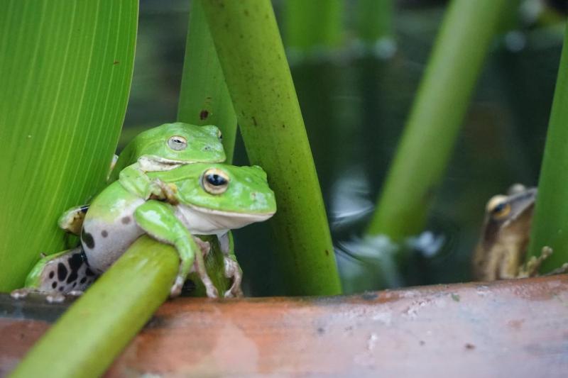 Juhu Farmstay - image 29