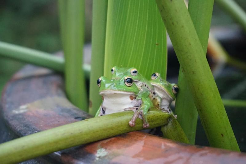 Juhu Farmstay - image 17
