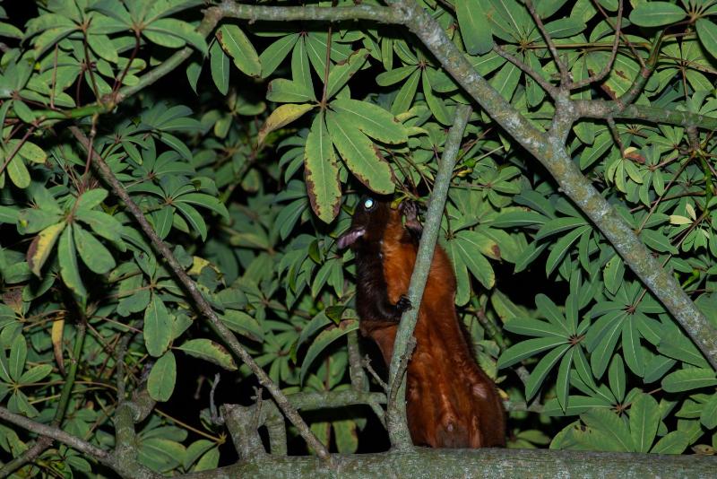 Juhu Farmstay - image 42