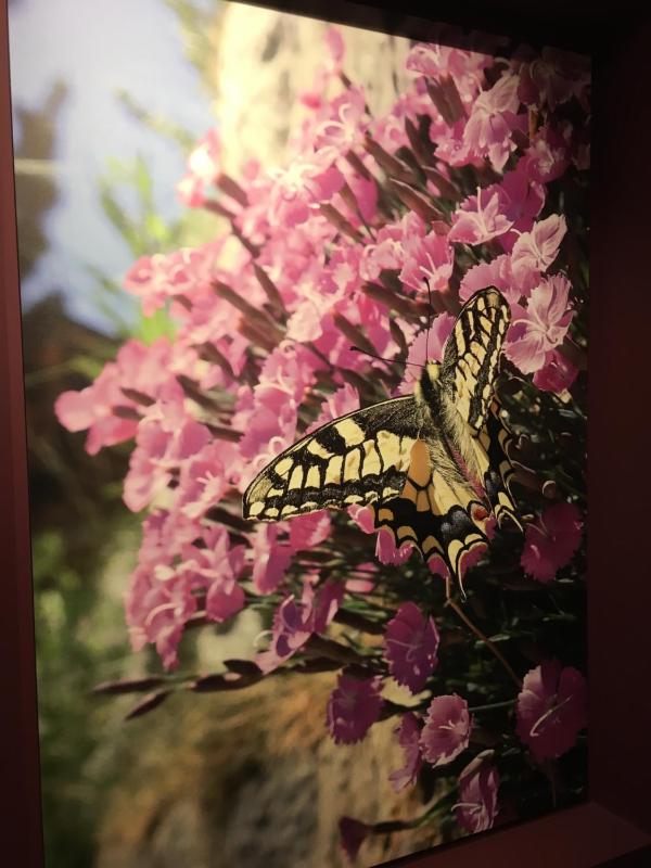 Apartment with Mountain View image 4