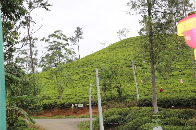 Ella Tea Land View - image 11