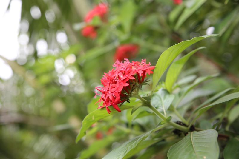 Ella Tea Land View - image 5