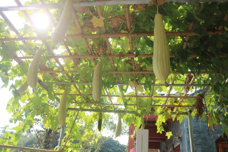 Hang Mua Nature Homestay - image 19