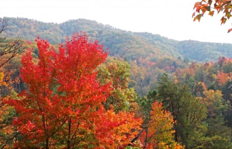 Treetops - image 1