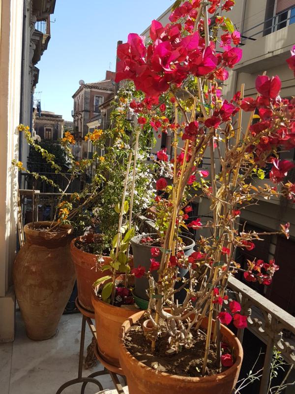 Bellini Apartment - image 14