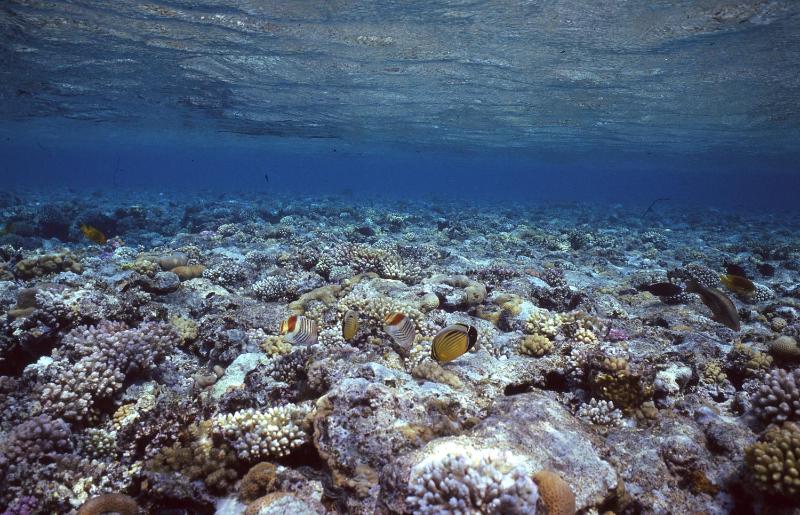 Star Of Dahab Hotel - image 23