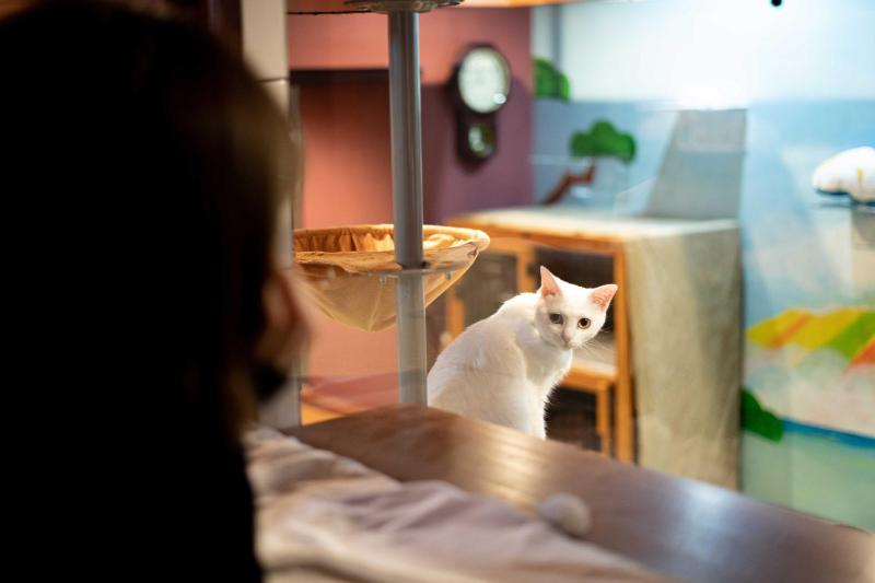 Cat Spa & Cat Ryokan by Neco Republic Osaka - image 7