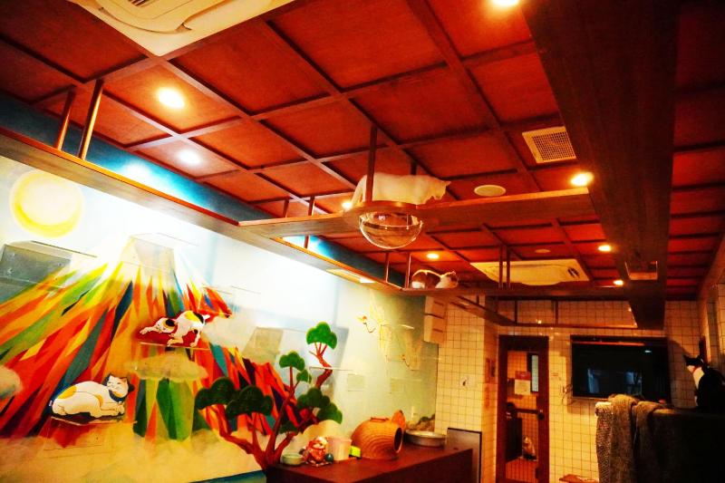 Cat Spa & Cat Ryokan by Neco Republic Osaka - image 15