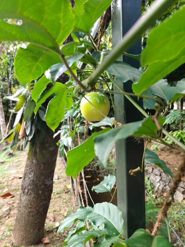 Beyond Eco Living - image 18