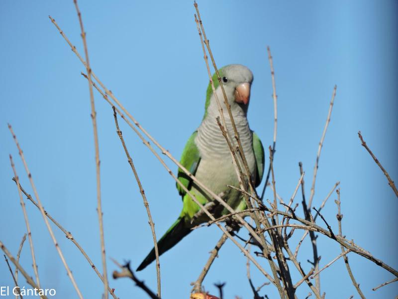 El Cántaro - image 36