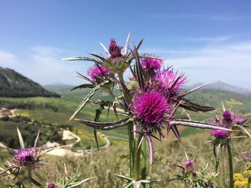 Casa Vacanza Le Farfalle - image 27