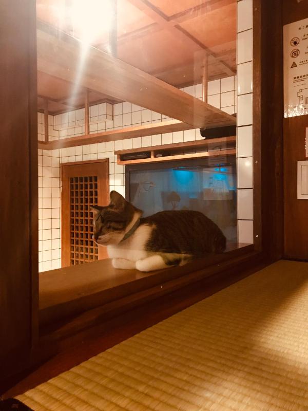 Cat Spa & Cat Ryokan by Neco Republic Osaka - image 3