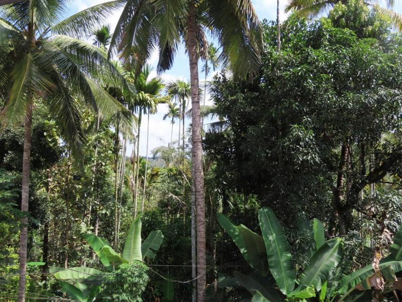 Spice Garden Farm house - image 6