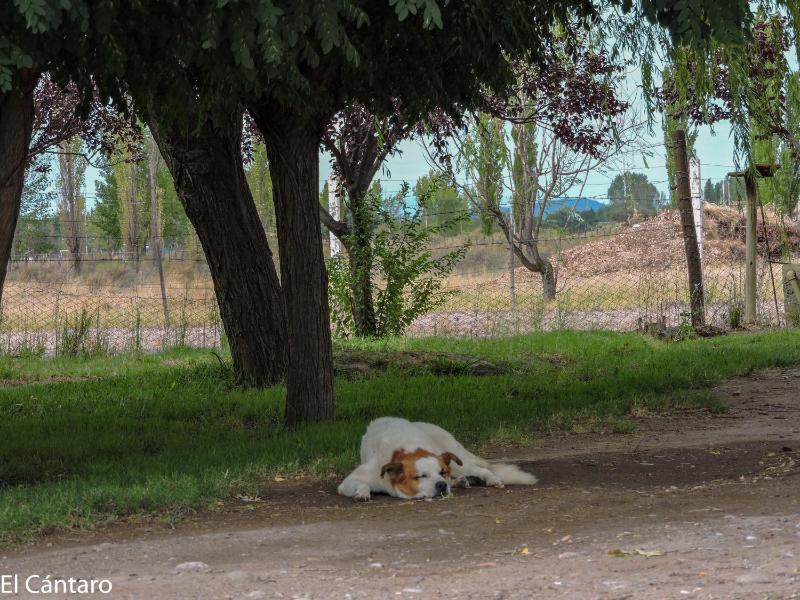 El Cántaro - image 45