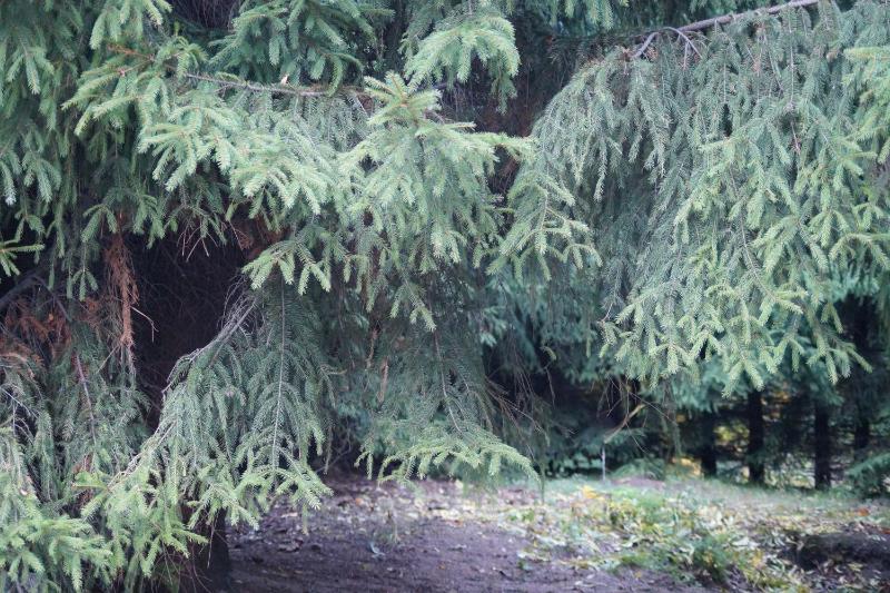 Młynarzowy Dworek - image 30