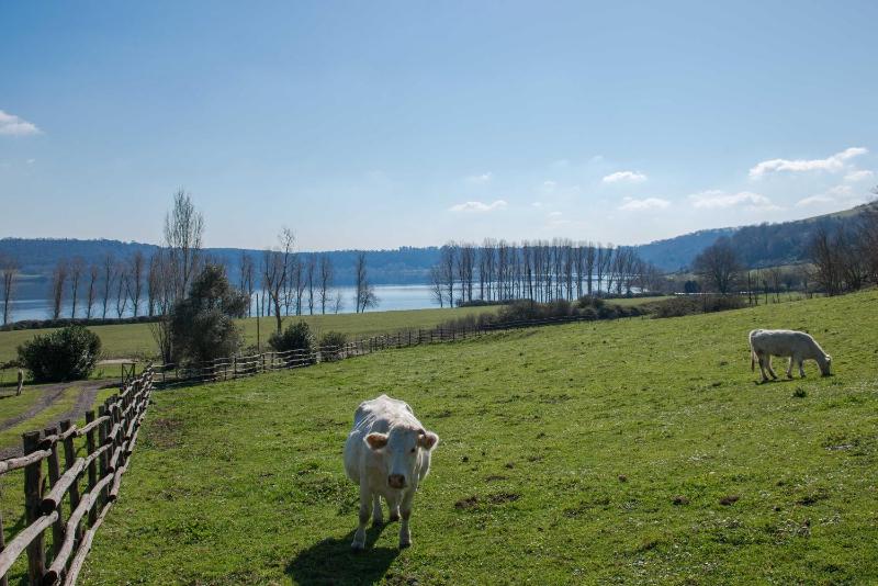Large One-Bedroom Apartment with Lake View image 2