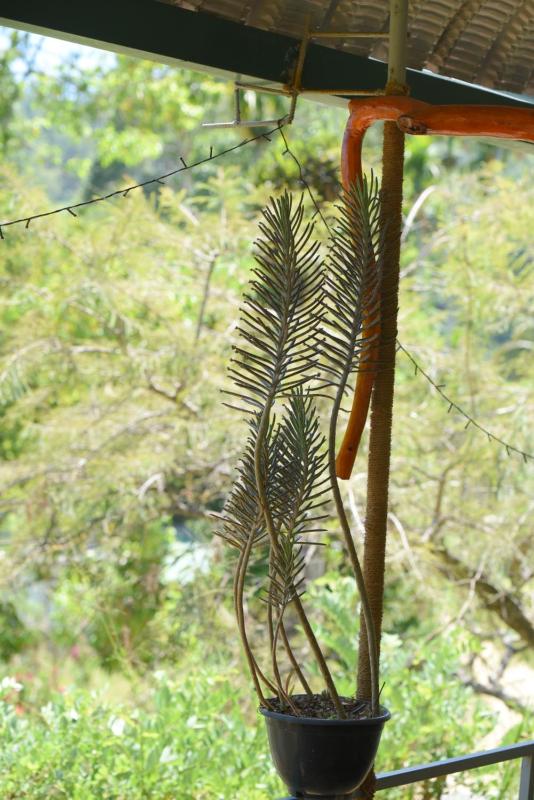 Ella Supreme Villa - image 7