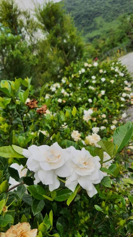 Hua Lian Sin Su Homestay - image 12