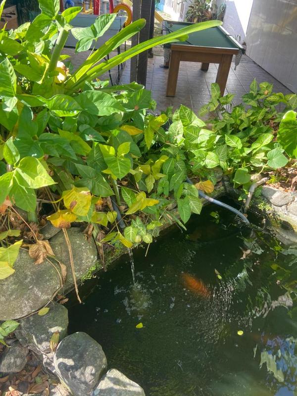 Chales Marissol - image 38