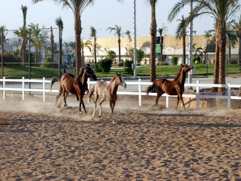 Concorde El Salam Sharm El Sheikh Sport Hotel - image 18