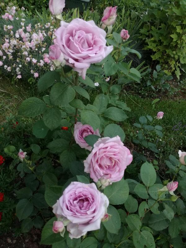 Studio Apartment image 4