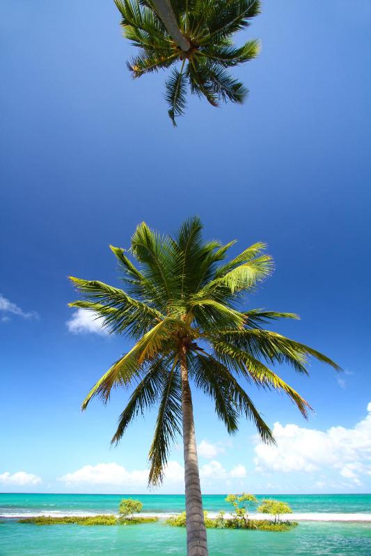 Pontal dos Carneiros Beach Bungalows - image 19