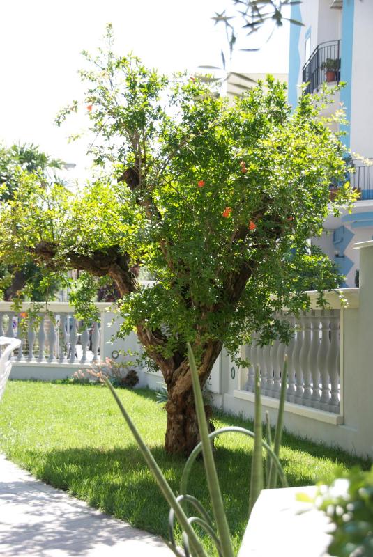 Sovrana Beach Hotel - Pet Friendly - Breakfast until 12 - Parking - image 22