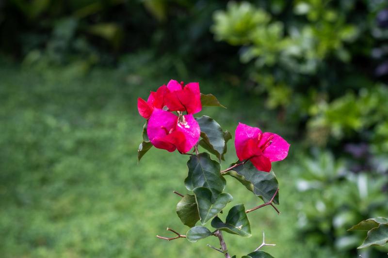 Hostel Bouganvilia Bed and Breakfast - image 13