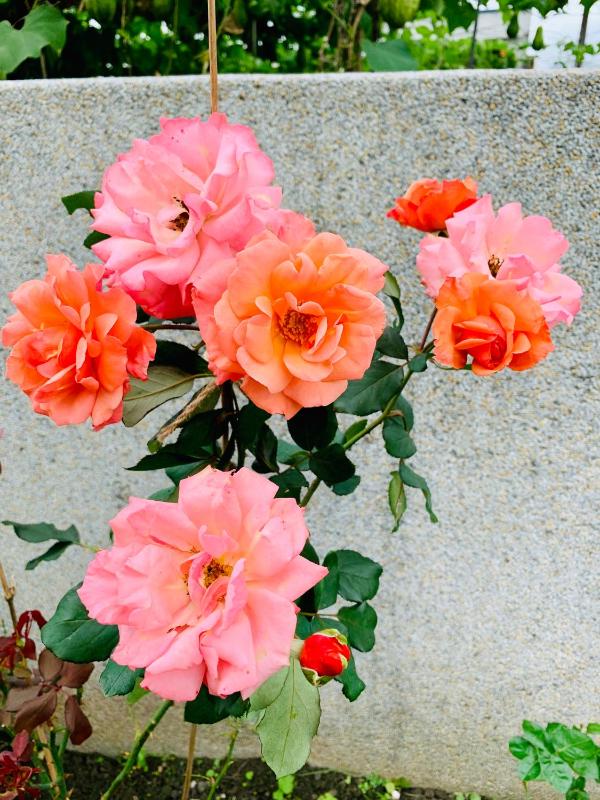 Jifun Flower Meanings - image 14