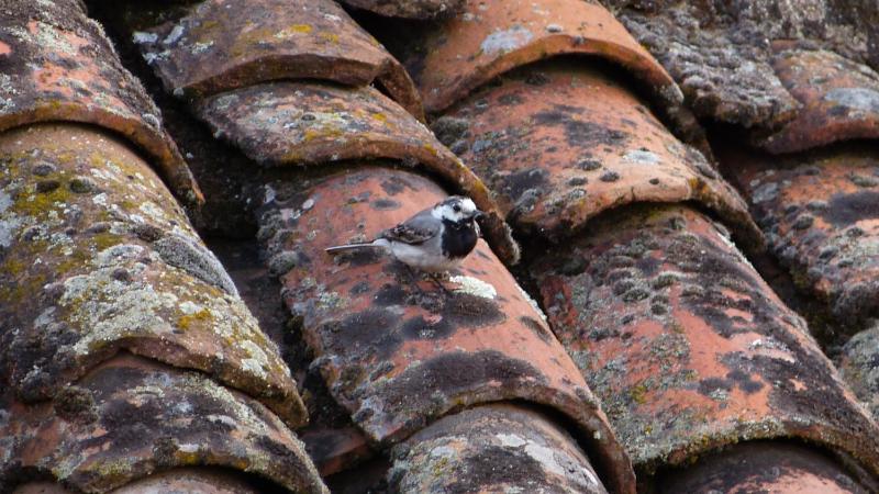 attic and terrace  image 3