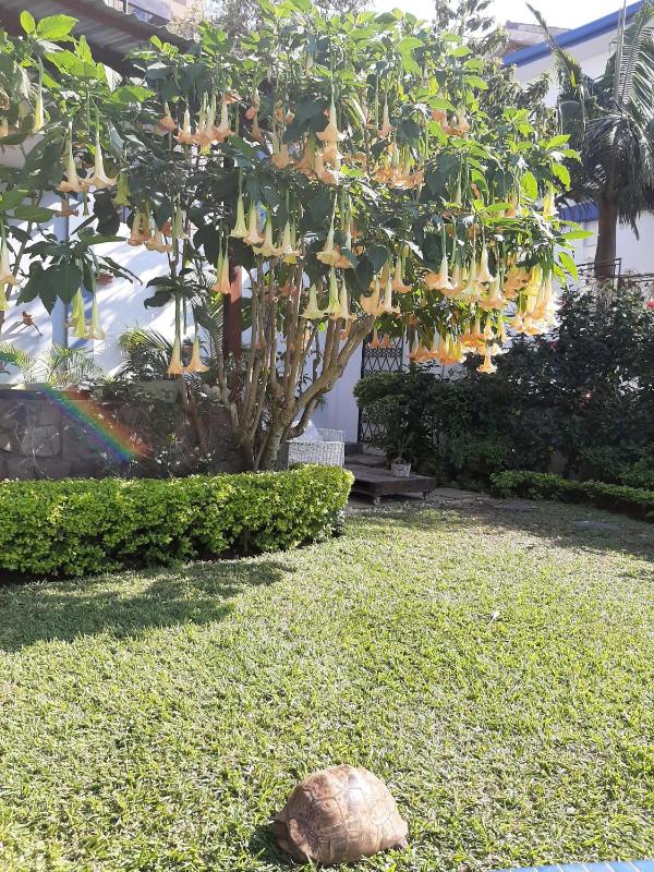 FIGTREE GUESTHOUSE - image 1