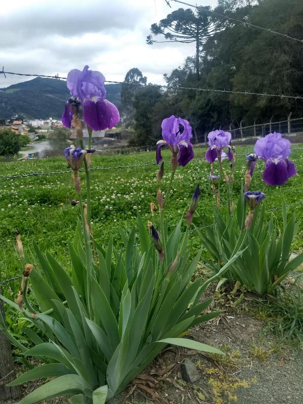 Chalés Manacá da Serra - image 12