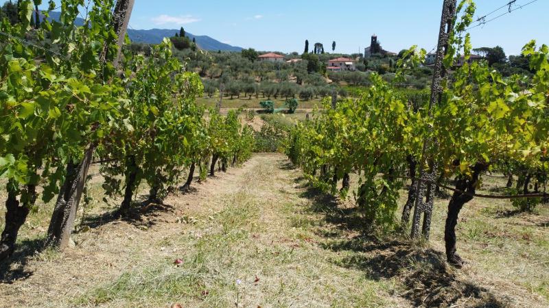 Podere Farinello - image 6