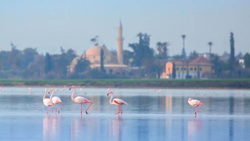 Hotel Indigo Larnaca By IHG- Adults Only - image 13