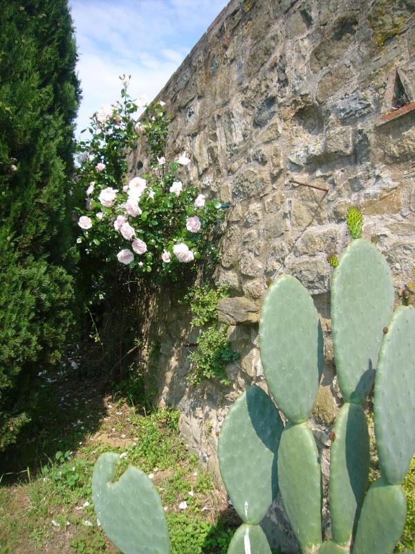 La Vistosa - image 6