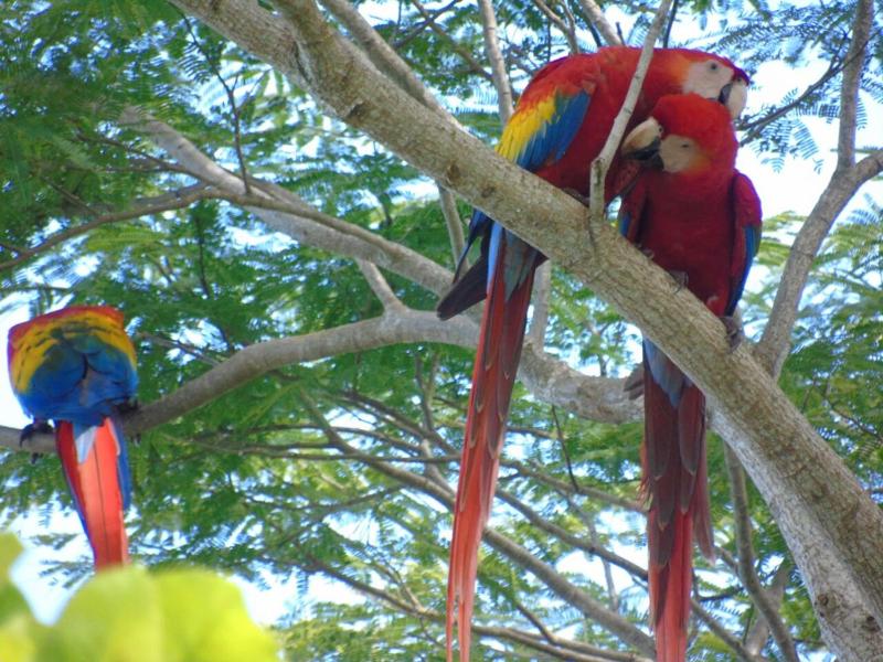 TREEHOUSE PILON PAVONES - image 13