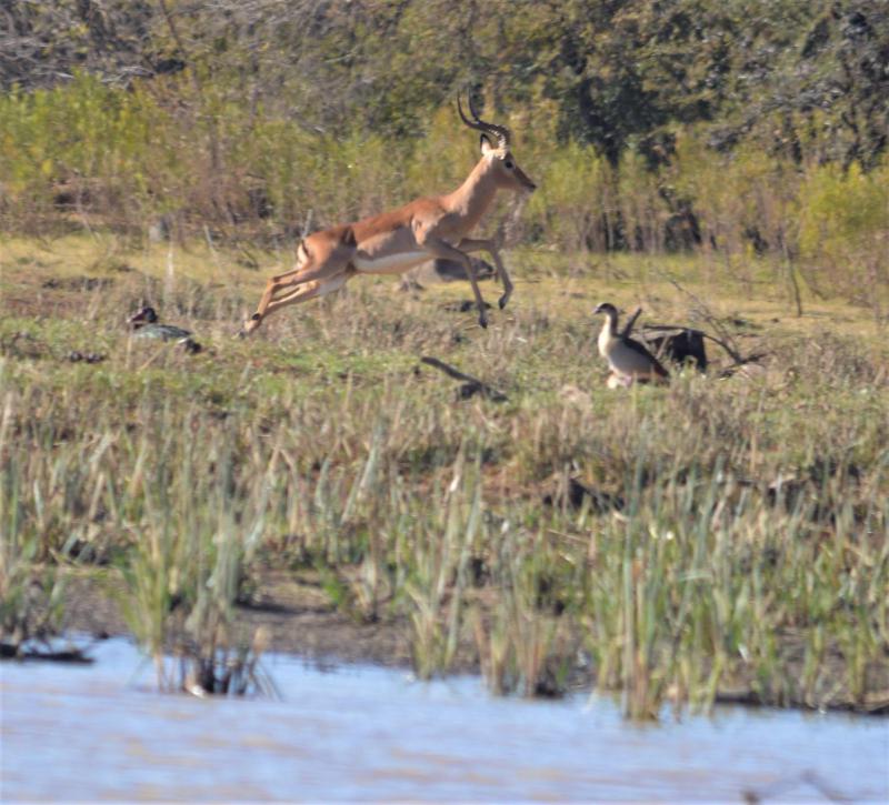 Crocodile Pools Safari Lodge - image 3