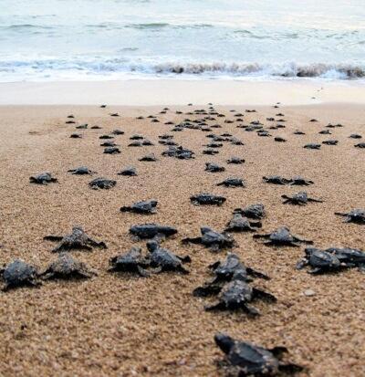 Turtle Paradise Villa - image 18